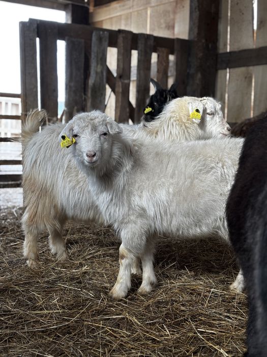 Серкелер сатылады