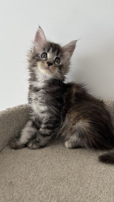 Мейн-Кун Продажа Питомник