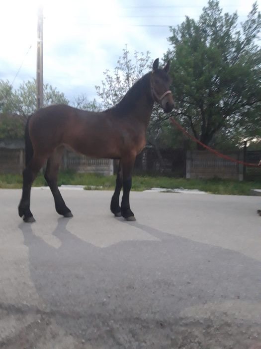 Vând mânză rasa metiș frizian