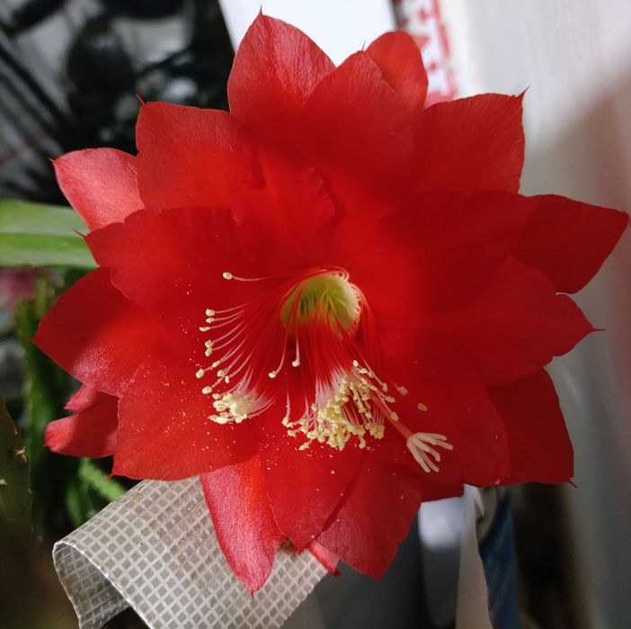 Сансевьера и разновидность кактуса