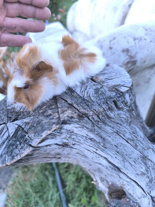 Малки морски свинчета