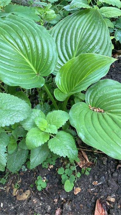 Продам рассаду цветов с сада