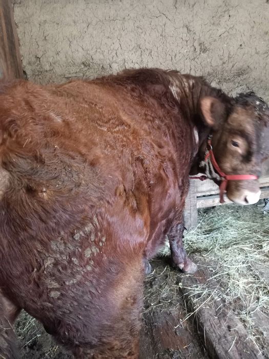 Vând viței buni de sacrificat