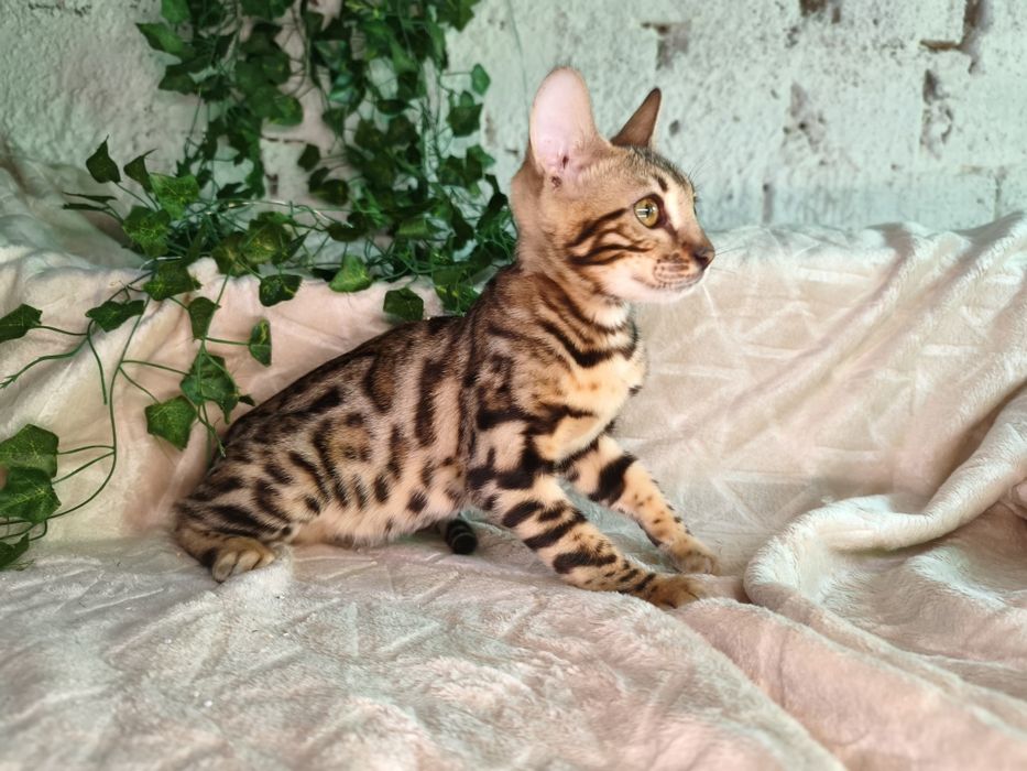 Vand fetita Bengal