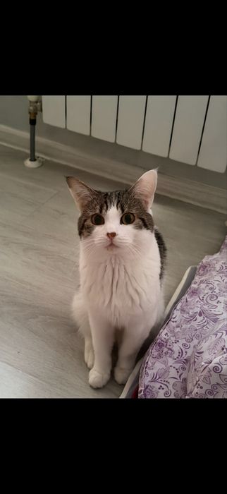 Отдам кота в хорошие руки