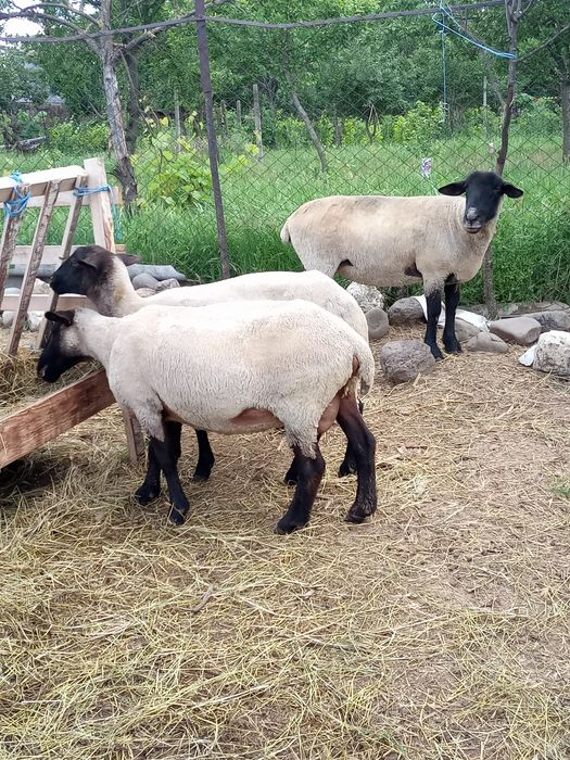 Vând lot de oi suffolk cu miei