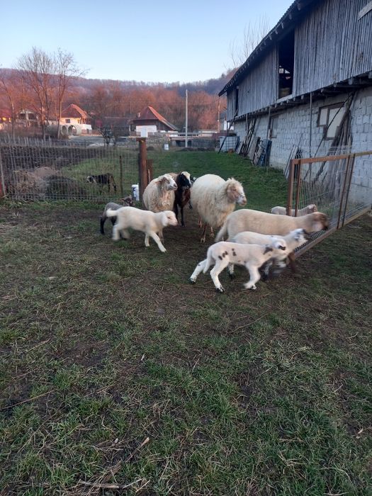 Oi carabase, bergamese