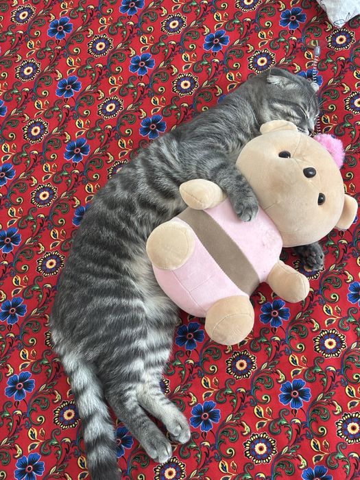 Отдам кота в хорошие руки