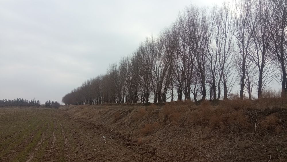 Tol  sotiladi, arzon