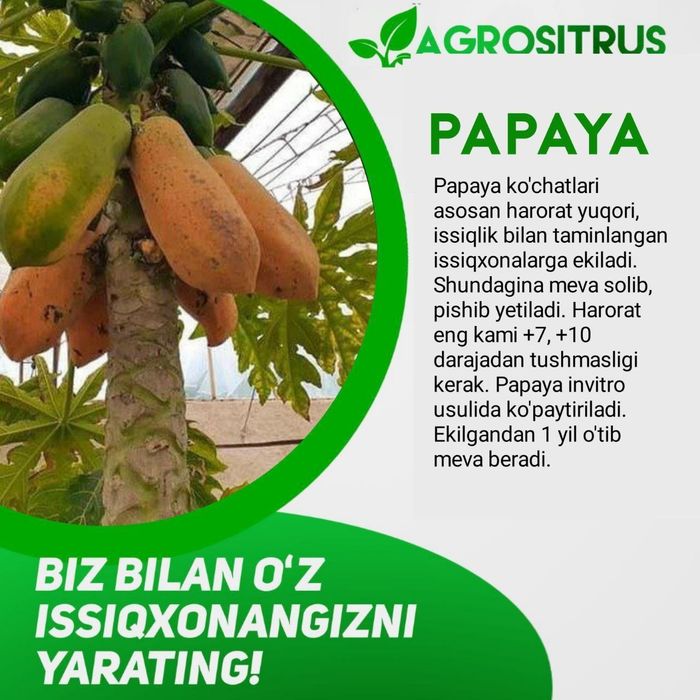 Papaya ko'chatlari