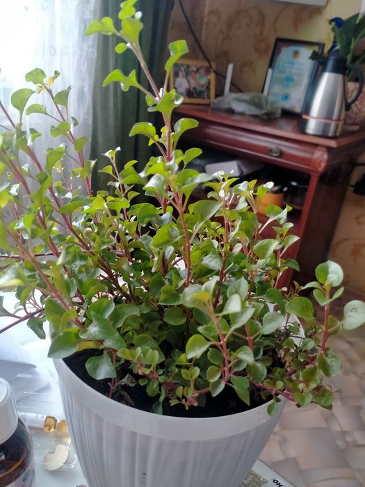 Продам комнатные растения