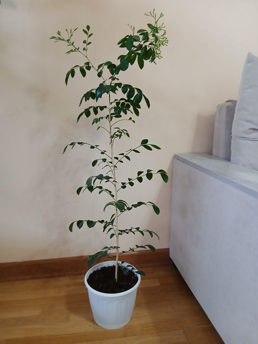 Муррайя метельчатая