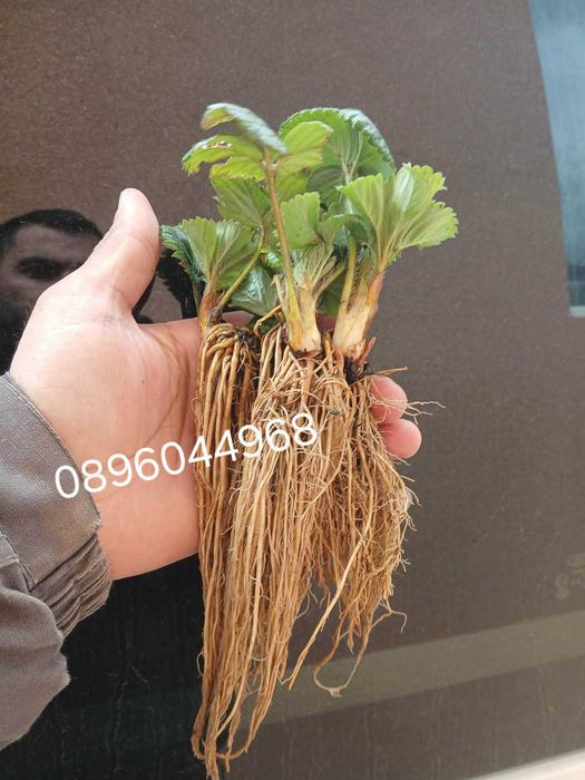 Продавам разсад ягоди и малини