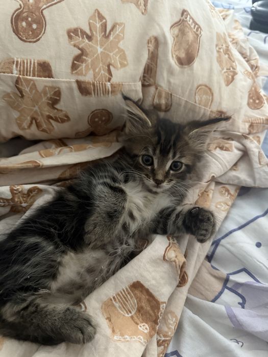 Котенок мейн куна