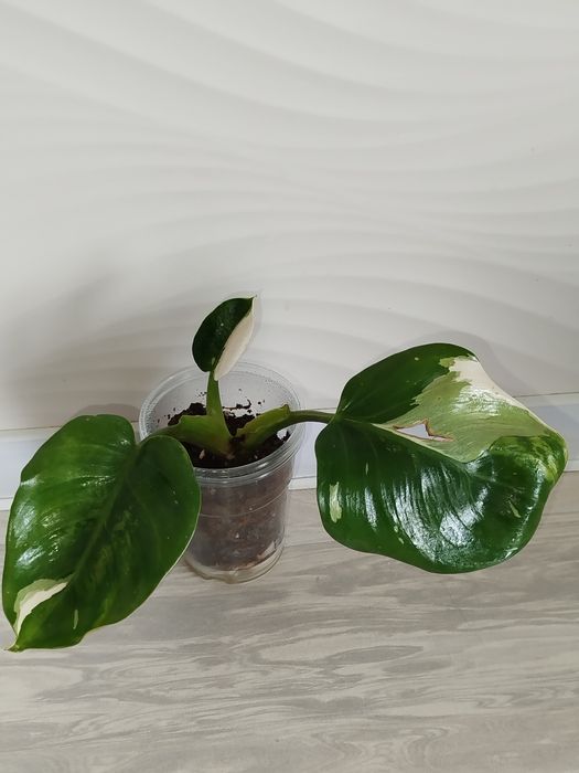 Feladendron Belaya prinsesa