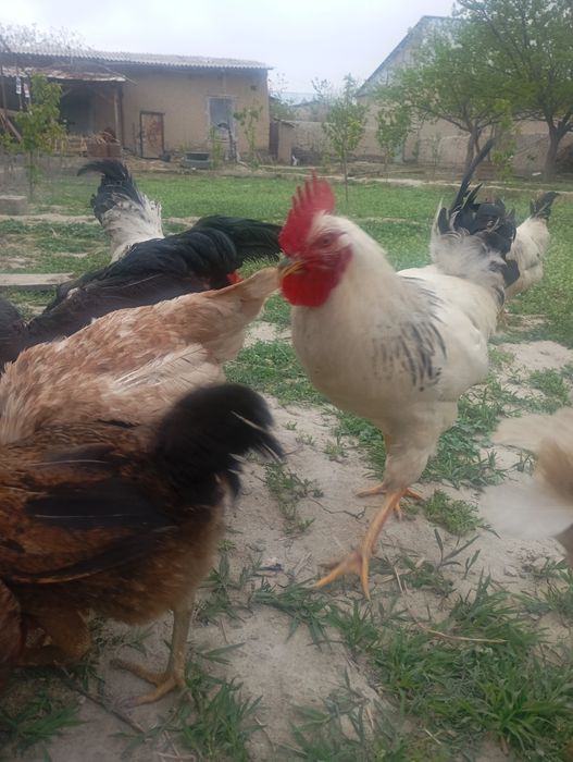 товук ва хурозлар сотилади  срочна