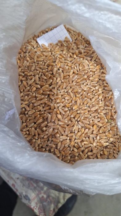 Продаю пшеницу, ячмень и овёс оптом