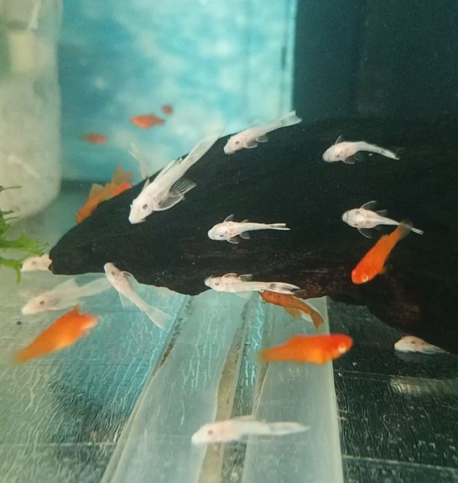 Продаётся мальки анциструса Сноу вайт (снежинка)