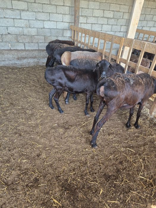 Қой Тоқты  Қошқар