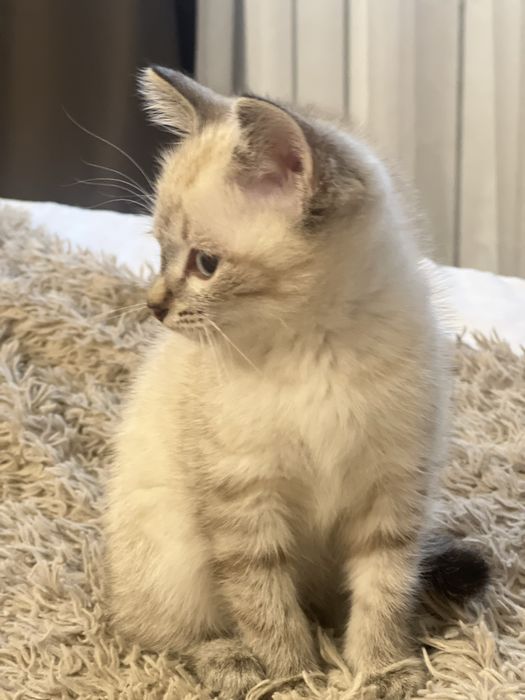 Котики отдам даром