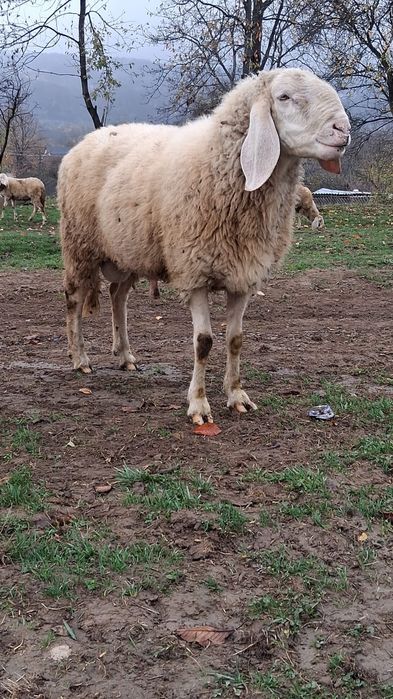 Vând oi bergamasca si sârbești
