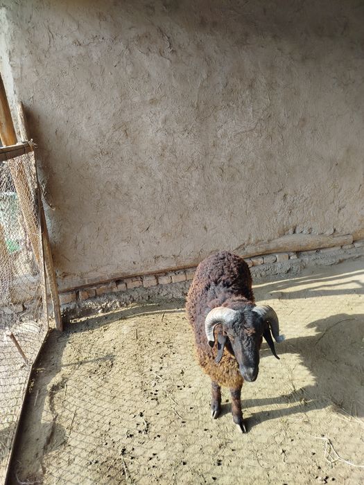 Куй сотилади 17 кг