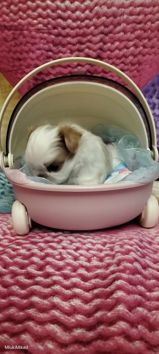 Мальчик японского хина.