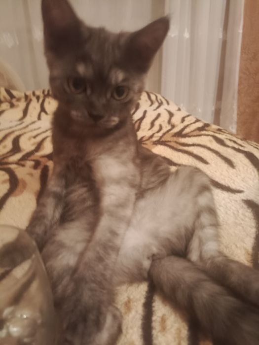 Отдам в добрые руки