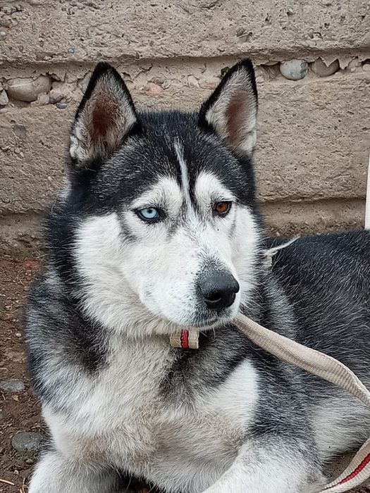 Хаски,собака,домашные