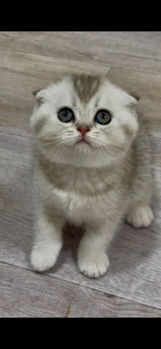 Шотландский вислоухий котёнок серебристая шиншилла