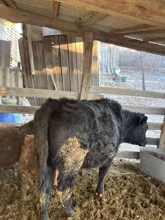 Продам телочку…….