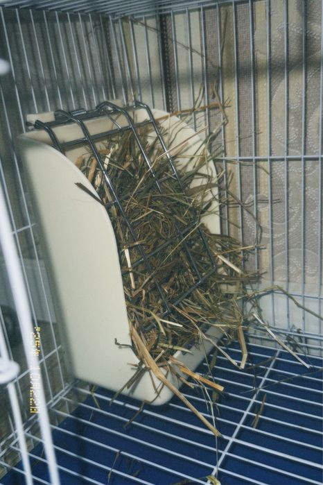 декоротивный кролик