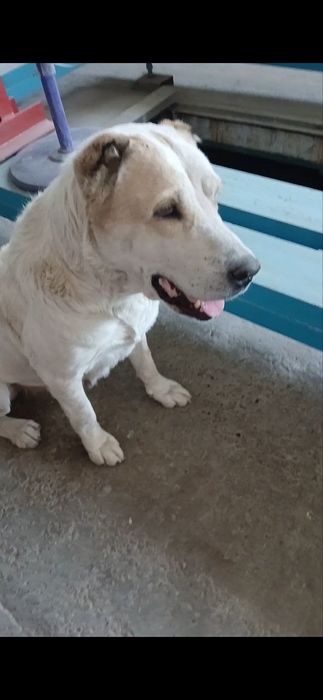Пропала собака. Алабай лора