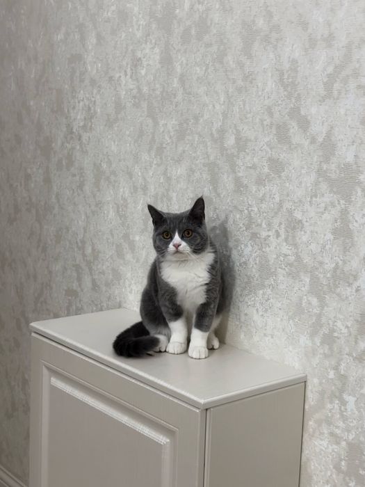 Срочно ищет дом ласковый котик
