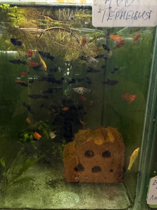 Аквариумные рыбки