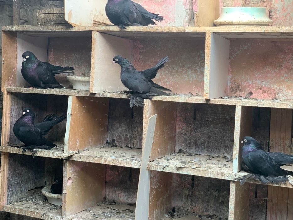 Vand porumbei, iepuri si gaini