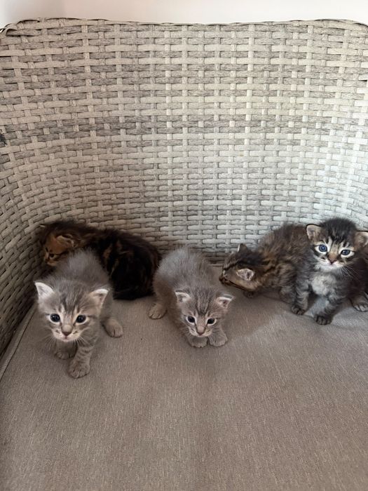 Котёнки бесплвтно