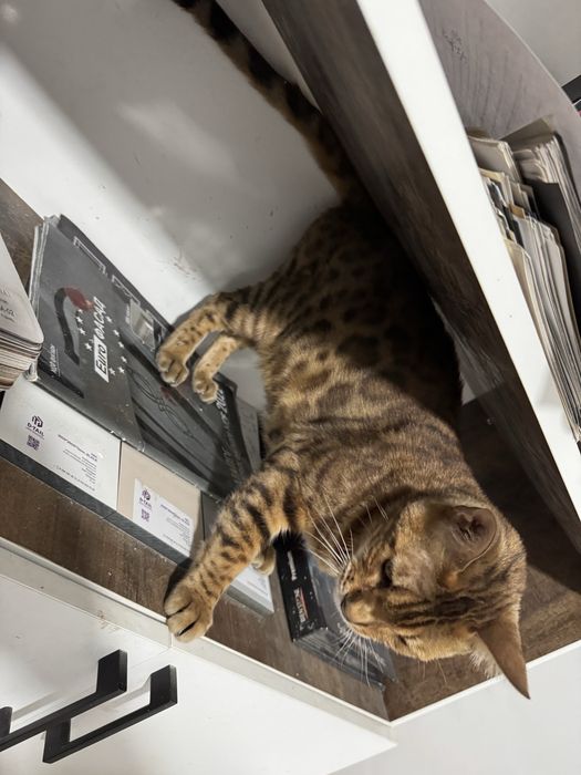 Срочно отдам Бенгала кошка