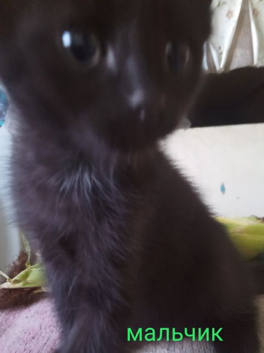 Отдам котят в хорошие руки