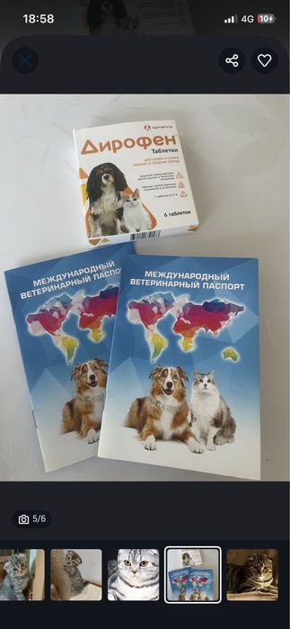 Шотландский вислоухий котёнок
