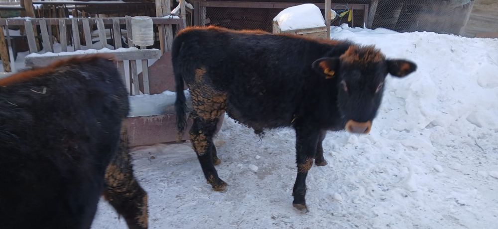 Продам бычка и телку