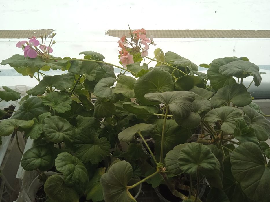 Пеларгония (герань)