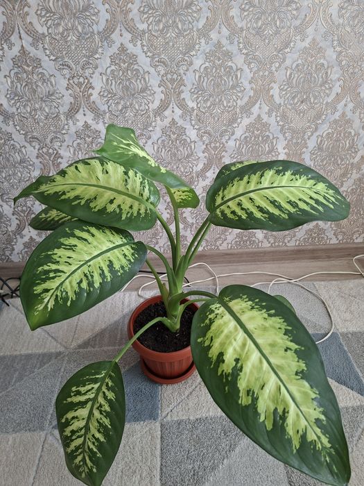 Продам комнатные цветы
