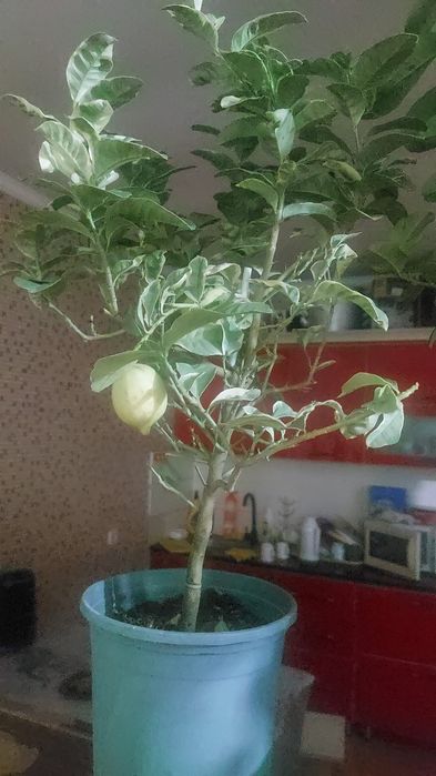 Продам срочно цветы Комнатные