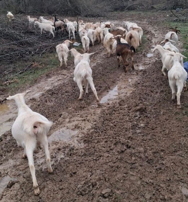 Vând 40 de capre tinere la prima și a doua fătare
