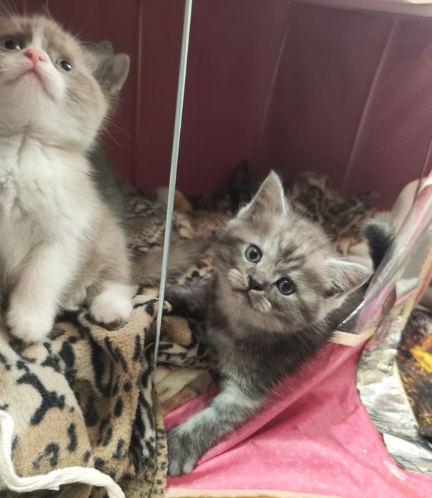 Шотландские котята