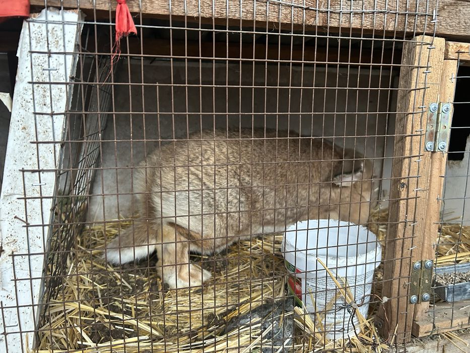 Продам Самку фландер с великаном