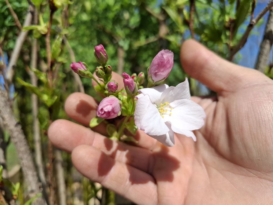 Японска вишна amonagawa