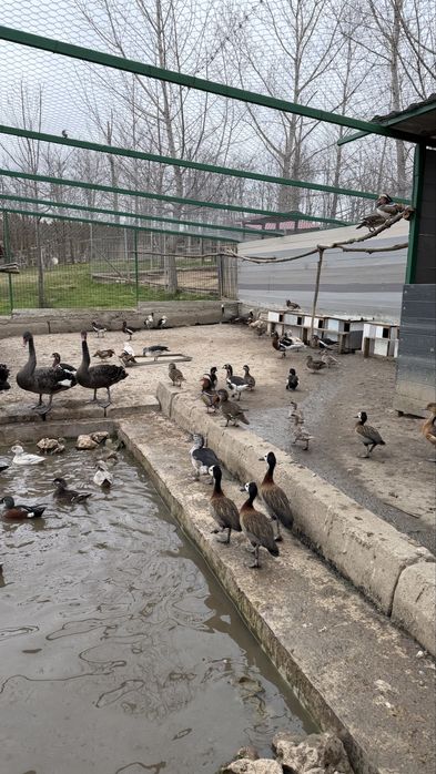 Лебеди, гъзки, патки