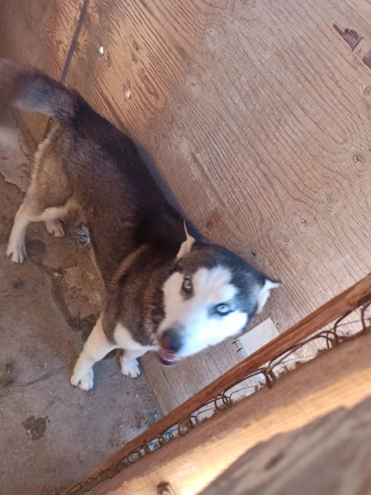 Продам собак и щенят хаски